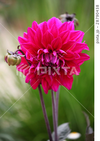 ダリアの花 ダリアの花 28790438