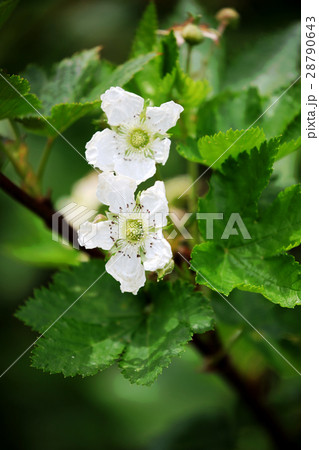 ラズベリーの花の写真素材