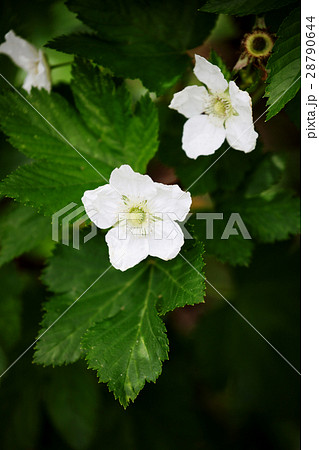 ラズベリーの花の写真素材 28790644 Pixta