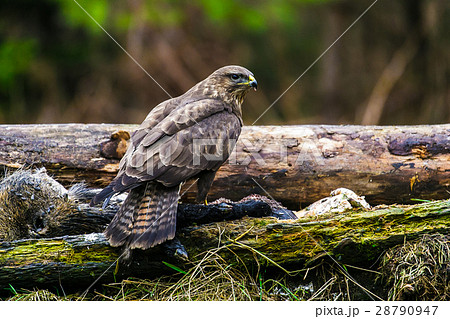 Common buzzard (Buteo buteo) in a Forest Common buzzard (Buteo buteo) in a Forest 28790947