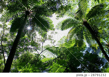 ヒカゲヘゴの群生、金作原原生林、鹿児島県奄美大島 ヒカゲヘゴの群生、金作原原生林、鹿児島県奄美大島 28791232