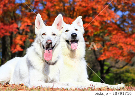 秋だねぇ♪ 秋だねぇ♪ 28791716