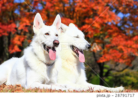 秋だねぇ♪ 28791717