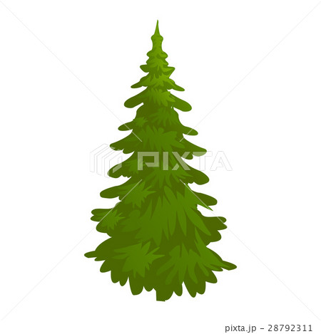 spruce, evergreen tree, 28792311