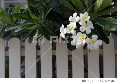 white frangipani plumeria tropical spa flower 28792430