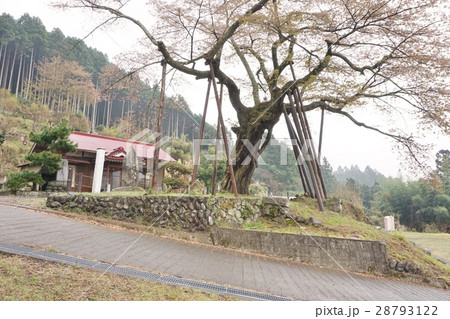 本郷の千年ザクラ　南部町 28793122