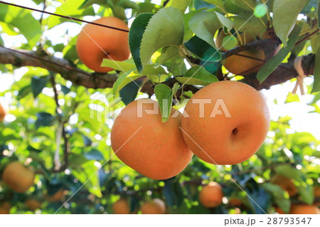 なし園 なし園 28793547