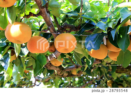 なし園 なし園 28793548