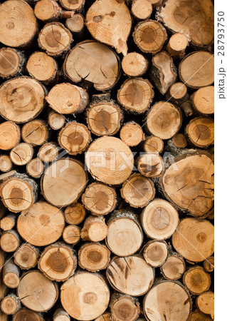 Abstract photo of nature oak 28793750