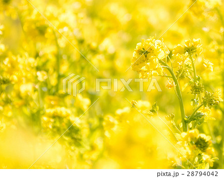 菜の花 菜の花 28794042