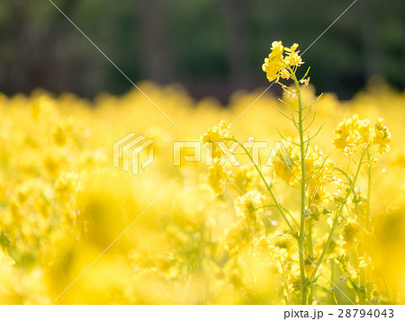 菜の花 菜の花 28794043