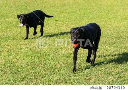 俺について来い♪ 28794310