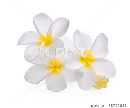 white frangipani (plumeria) flower isolated 28795081