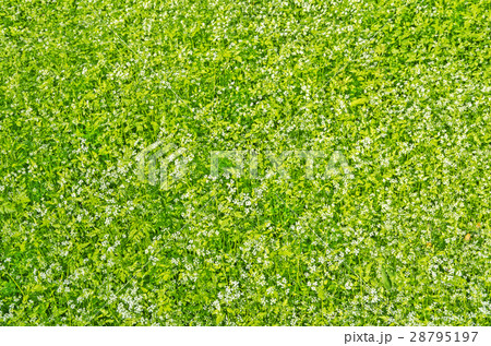 Blooming wildflowers 28795197