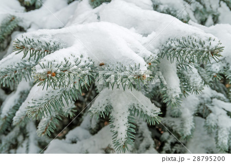 Snow on spruce Snow on spruce 28795200