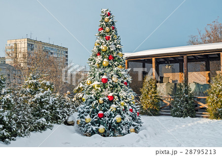 Christmas tree 28795213
