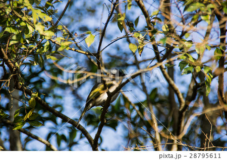 動物 動物学 鳥綱 28795611