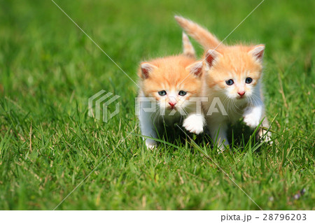 子猫の兄弟♪ 子猫の兄弟♪ 28796203