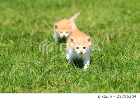 子猫の兄弟♪ 子猫の兄弟♪ 28796204