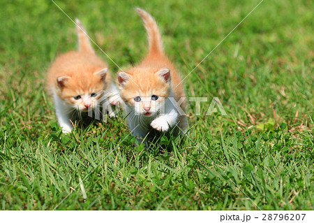 子猫の兄弟♪ 28796207