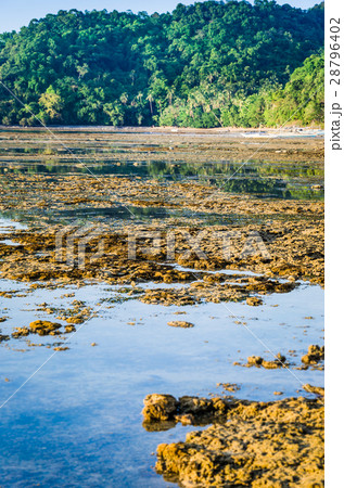 Beautiful Reflection of Jungle in Water on Low Beautiful Reflection of Jungle in Water on Low 28796402