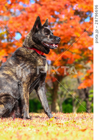 秋だねぇ♪ 秋だねぇ♪ 28796696