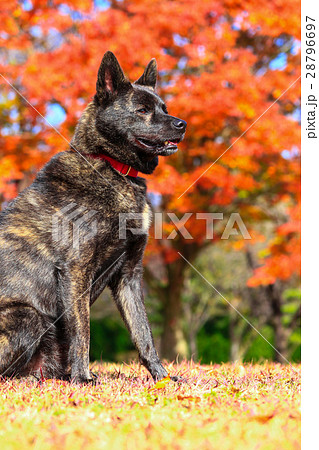 秋だねぇ♪ 28796697