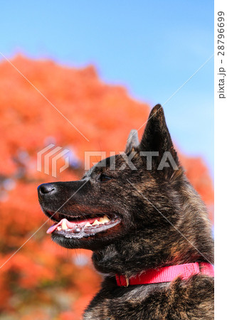 秋だねぇ♪ 28796699