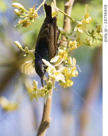 Image of a bird (purple sunbird). Wild Animals. 28796848