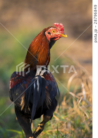Image of rooster in green field. Farm Animals. Image of rooster in green field. Farm Animals. 28796849