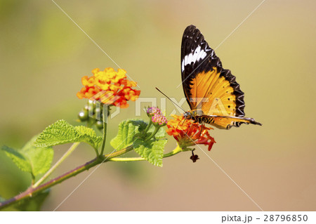 Image of butterfly on flower on nature background. Image of butterfly on flower on nature background. 28796850