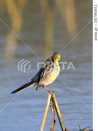 Image of Bird Citrine Wagtail (Motacilla citreola) 28796851