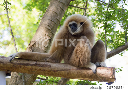Image of a gibbon sits on timber. Wild Animals. Image of a gibbon sits on timber. Wild Animals. 28796854
