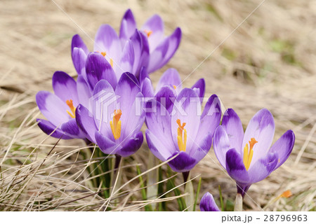 Spring crocus flowers 28796963