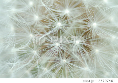 タンポポ たんぽぽ 蒲公英 28797461