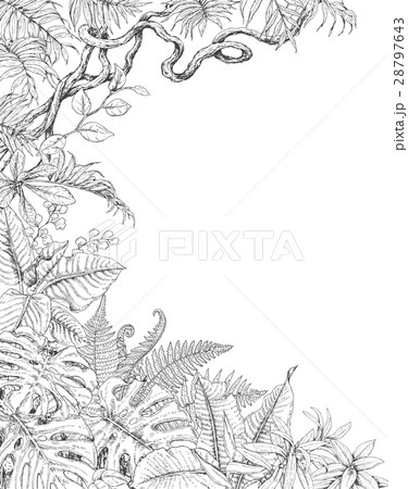 One Sided  Background with Tropical  Plants 28797643