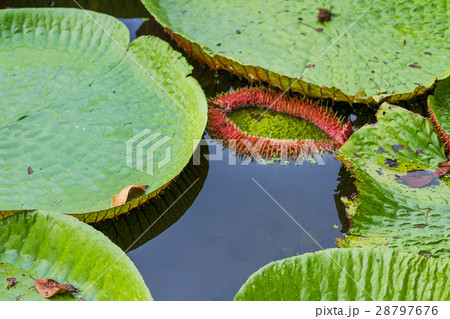 Victoria Regia (Victoria amazonica) leaves in pond 28797676