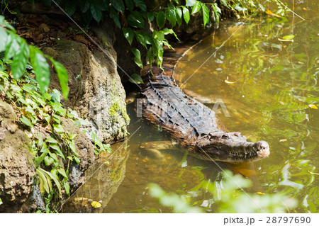 The false gharial (Tomistoma schlegelii ) 28797690