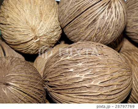 dry Cerbera oddloam's seed 28797769