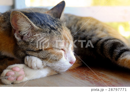 Portrait sleeping cat 28797771