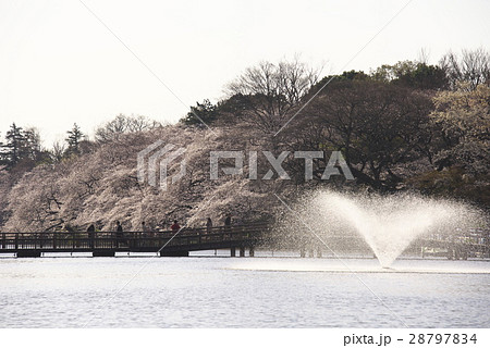 井之頭公園 28797834