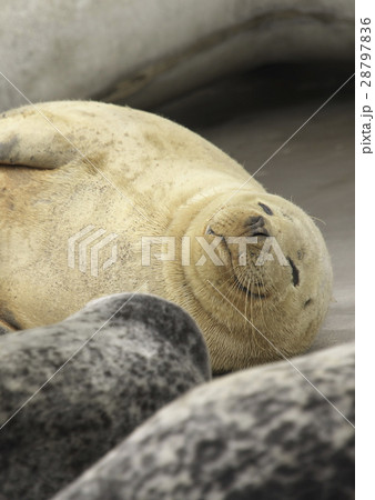 水族館 28797836