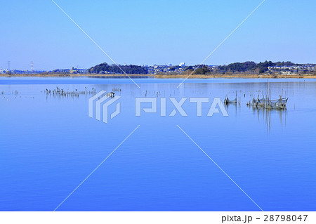 冬の手賀沼 28798047