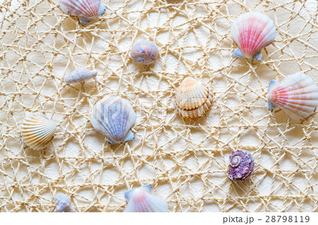 Sea shells and clams on mesh Sea shells and clams on mesh 28798119