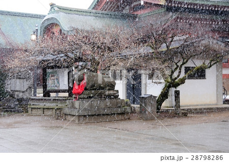 にわか雪の天満宮境内 にわか雪の天満宮境内 28798286