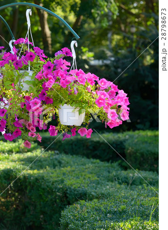 Petunia flowers in pots hanging Petunia flowers in pots hanging 28798673