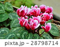 シクラメン 28798714