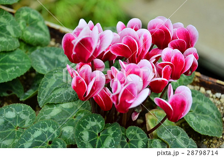 シクラメン 28798714