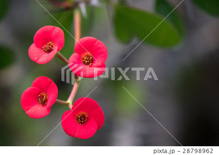 花キリン 花キリン 28798962