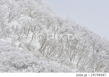 冬の御在所 冬の御在所 28798987